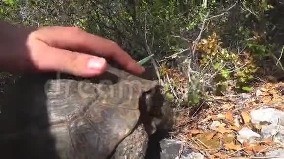 人手抚摸一只大海龟视频的预览图