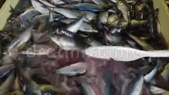 工人在盐水中用桨鱼搅动现代工厂的鱼类加工厂把盐放在鱼缸里视频的预览图