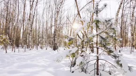 冬天的森林里在阳光下白雪覆盖着圣诞树美丽的风景俄罗斯桦树概念视频的预览图