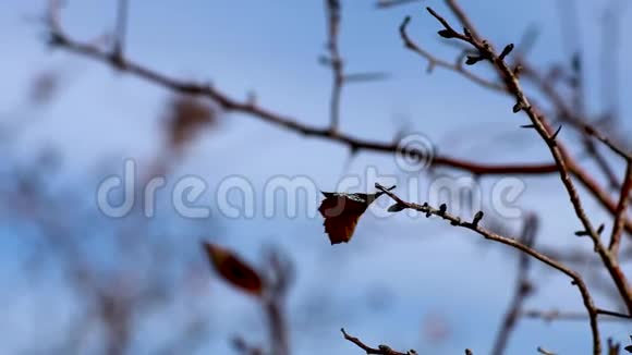 寂寞的叶子在树枝上迎风招展寒冷的冬天秋天的花园忧郁的自然视频视频的预览图