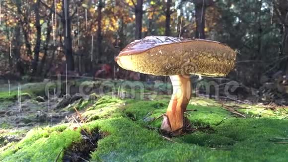 在森林里擦亮蘑菇下雨时动作缓慢水滴慢慢滴上蘑菇帽视频的预览图