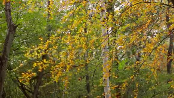 森林中的桦树视频的预览图