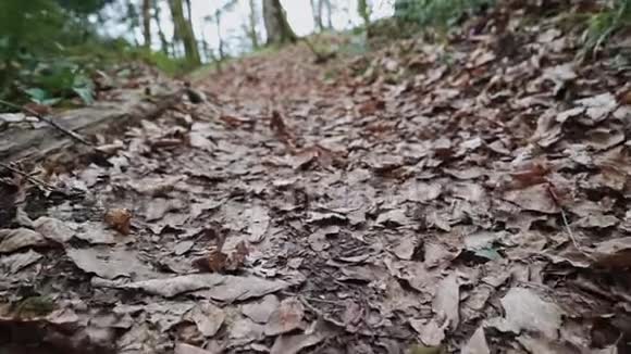 在一个特写镜头中飞过覆盖着枯叶的森林小径视频的预览图