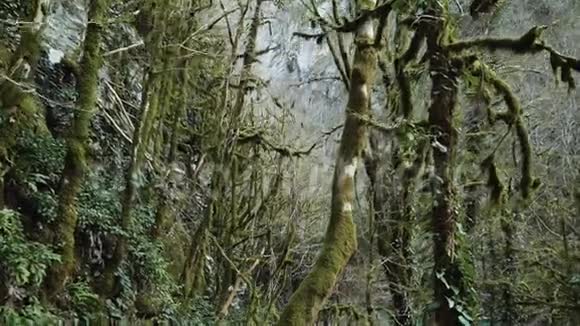 茂密的绿色魔法森林蜿蜒的树木长满了苔藓视频的预览图