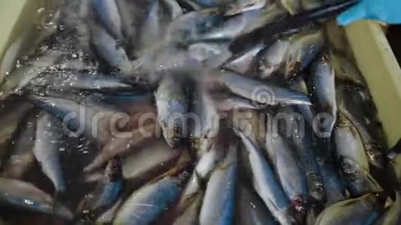 把水和鱼倒入桶里现代工厂的鱼类加工厂把盐放在鱼缸里视频的预览图