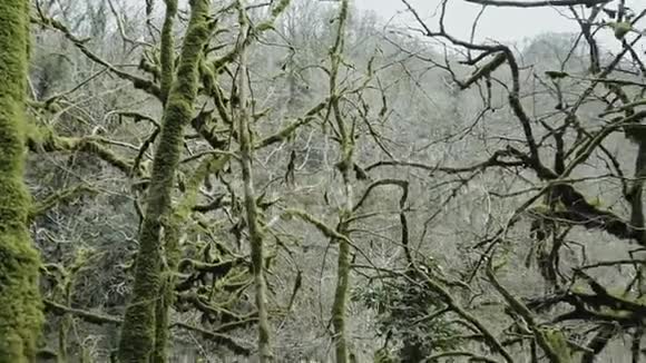 苔藓覆盖的缠绕的树枝在一片盒木神秘的森林里视频的预览图