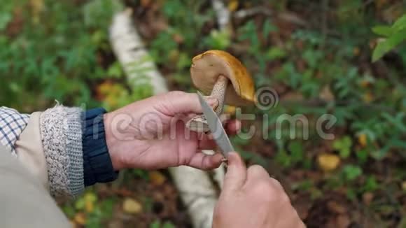 双手用刀清洗蘑菇牛肝菌蘑菇采摘机磨菇视频的预览图