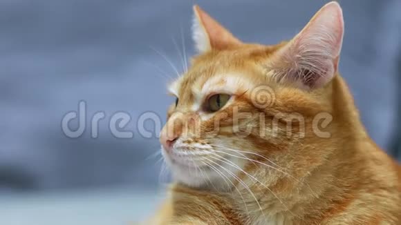 蓝色模糊背景上一只橙色猫的特写肖像视频的预览图