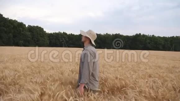 雄农行走在成熟的小麦草地上探索金色的种植园年轻的农学家穿过大麦视频的预览图