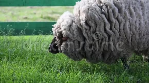 吃草的羊视频的预览图