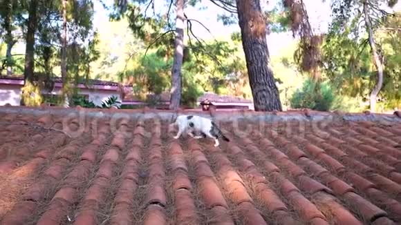 可爱的斑点猫在屋顶散步视频的预览图