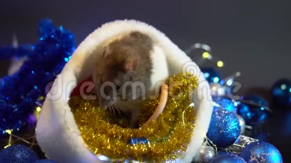 新年概念可爱的老鼠在新年装饰2020年的象征圣诞装饰和圣诞帽花环地点视频的预览图