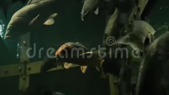 一群淡水鱼在大型水族馆游泳视频的预览图