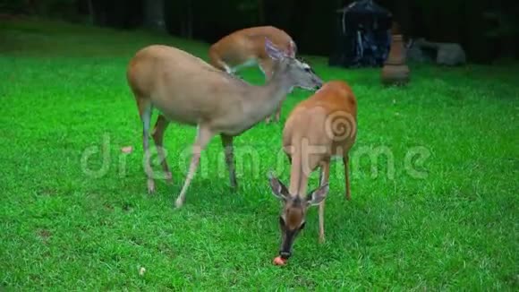 鹿在后院吃苹果视频的预览图