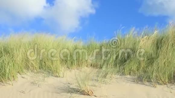 沙丘和马兰草视频的预览图