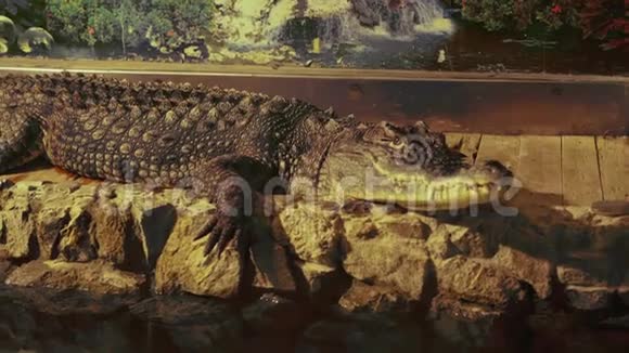 一条鳄鱼在水族馆的水附近一动不动视频的预览图