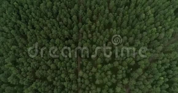 立陶宛的森林立陶宛首都维尔纽斯附近的青松林11视频的预览图