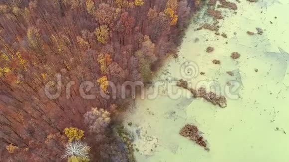 森林沼泽空中射击自然保护区秋树视频的预览图