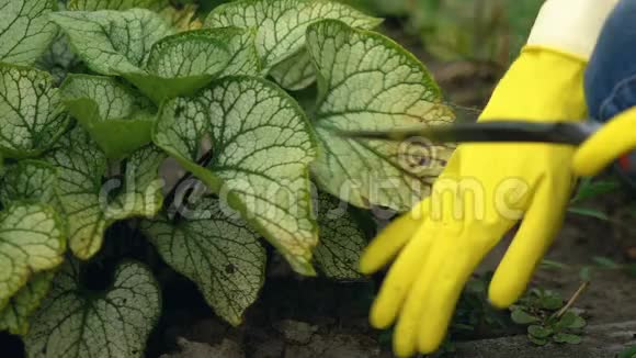 戴黄色橡胶手套的女人用铲子园艺种植植物爱好视频的预览图
