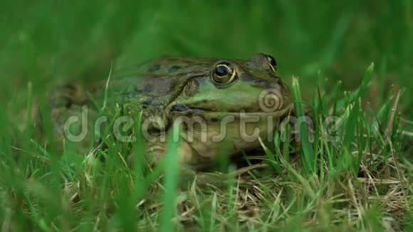 慢慢地大自然中的大青蛙视频的预览图