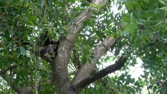 一只猴子从丛林中的一棵树上下来视频的预览图