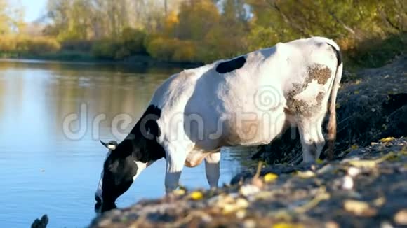 斑斑的黑白牛喝河水视频的预览图