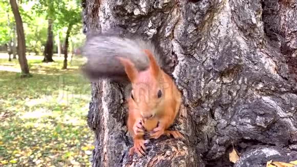 靠近红松鼠吃着树上的山核桃视频的预览图