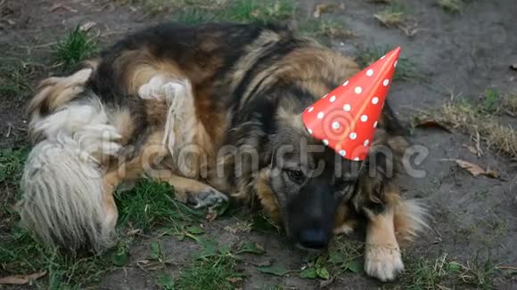 戴着生日帽的狼狗躺在后院的草地上特写镜头视频的预览图