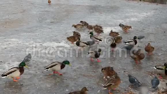 冬天冰河上的鸭子冬季河冰雪鸭冰冻河上的鸭子喂鸭子视频的预览图
