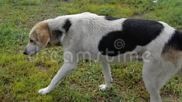 一只可怜的斑点狗慢吞吞地走在草地上视频的预览图