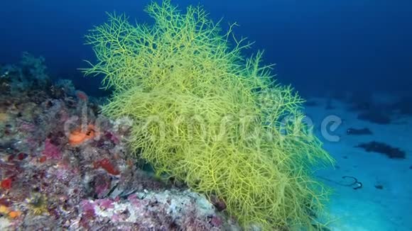 海洋生物大黄高地44米深视频的预览图