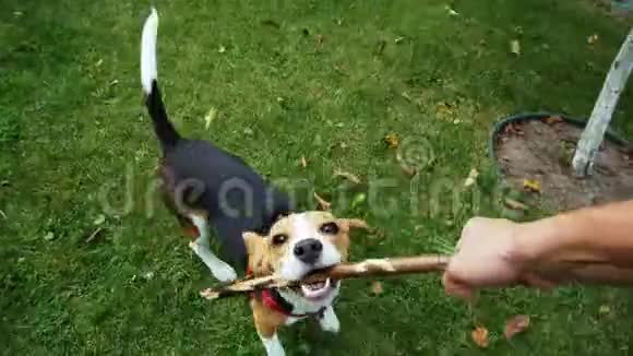 拍摄快乐的比格犬在晚上散步时玩木棍视频的预览图