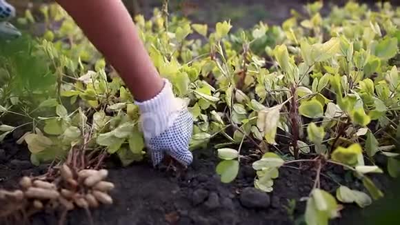 采摘花生农妇把花生从土壤里拉出来秋收农业和园艺概念视频的预览图