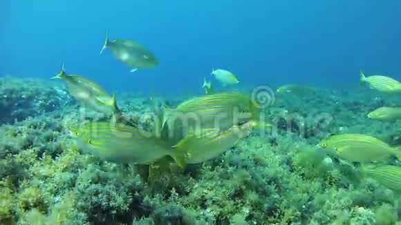 暗礁中的黄带鱼视频的预览图