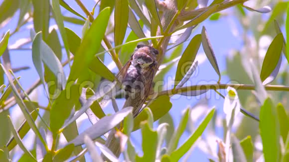 鸣蝉以橄榄叶为背景树干上的蝉科欧洲植物区系小蝉科宏观视频的预览图