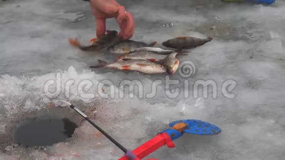 渔夫收集躺在冰上的鱼冬季捕鱼冰上的鱼视频的预览图