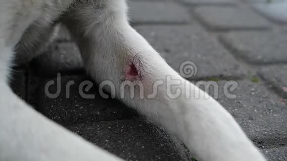 一只漂亮的大狗爪子上有一个伤口动作很慢视频的预览图