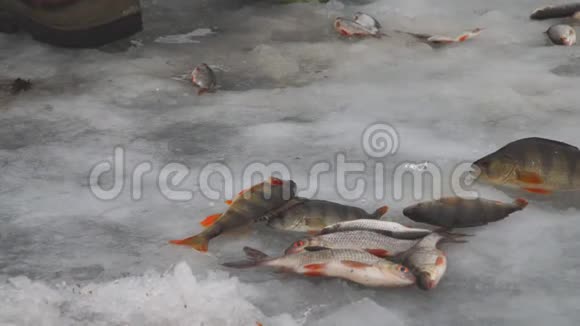 渔夫收集躺在冰上的鱼冬季捕鱼冰上的鱼视频的预览图