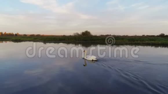 在湖上游泳的天鹅的鸟瞰图视频的预览图