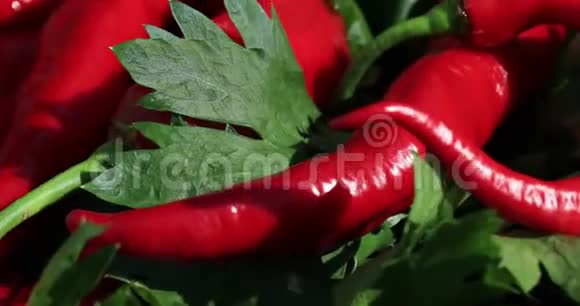 红辣椒在采收期俯视新鲜的有机辣椒和一根芹菜在特写视频佩珀花园视频的预览图
