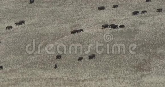 野牛妈妈和小牛沿着山坡奔跑视频的预览图