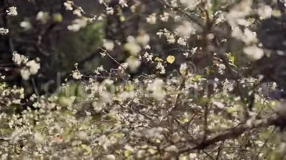 春天温暖的日子里灌木开着白色的小花视频的预览图
