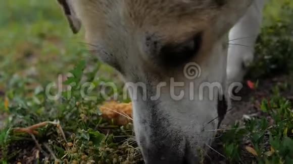 狗脸特写它站在草地上吃东西动作缓慢视频的预览图