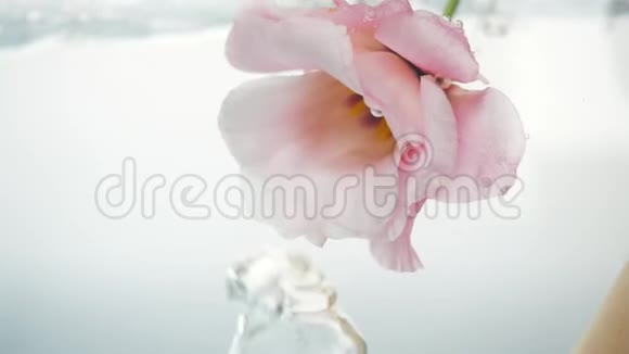 美妙柔软的粉红色玫瑰浸在晶莹清澈的水中大的气泡在花附近漂浮近距离观看视频的预览图
