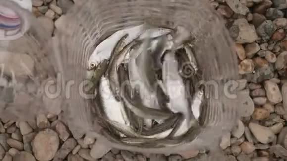 塑料瓶中小鱼的俯视图鱼还活着视频的预览图