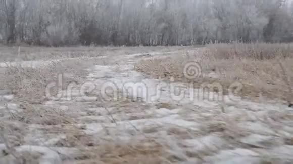 摄像机在积雪覆盖的小径上滑行在雪地森林小径上遛狗的观点视频的预览图