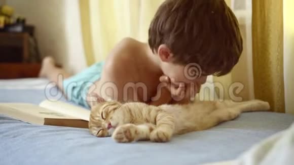 男孩停止阅读开始抚摸睡觉的生姜苏格兰折叠小猫视频的预览图