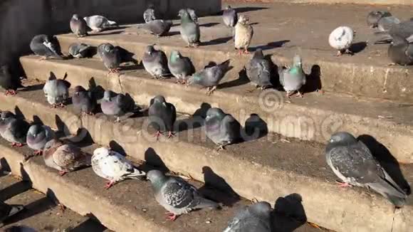 一群鸽子坐在公园的台阶上视频的预览图
