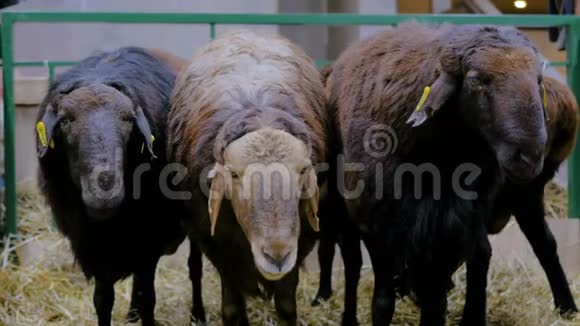 三只羊在吃干草视频的预览图