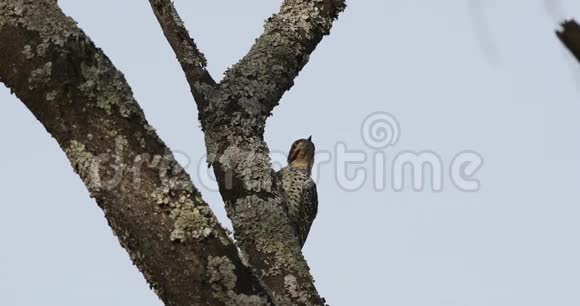 努比亚啄木鸟啄木树干视频的预览图